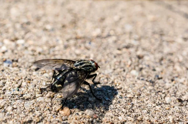 Eine Nahaufnahme Einer Fliege Auf Dem Boden Unter Dem Sonnenlicht — Stockfoto