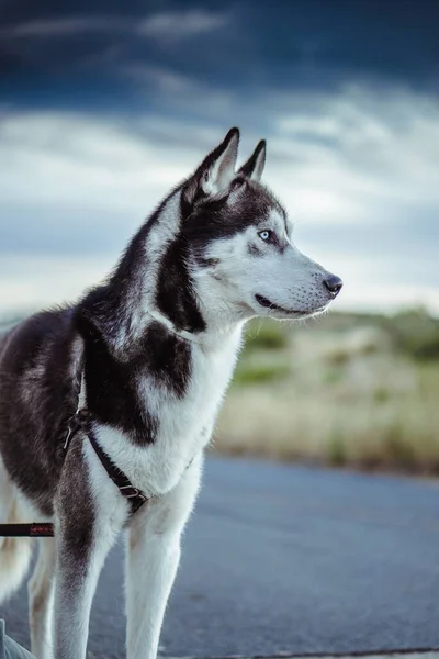 Een Verticaal Ondiep Focus Zijaanzicht Van Een Siberische Husky Hond — Stockfoto