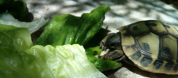 Skildpadde Spiser Salatblade Med Skygge Blade Gulvet - Stock-foto