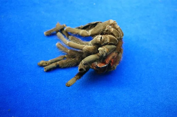 Zblízka Záběr Tarantula Pavouka Modrém Pozadí — Stock fotografie