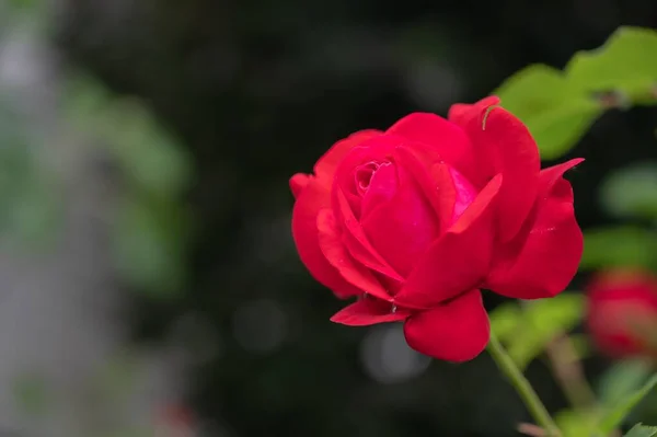 Zbliżenie Ujęcie Pięknej Czerwonej Róży Ogrodzie Rozmytym Tle — Zdjęcie stockowe