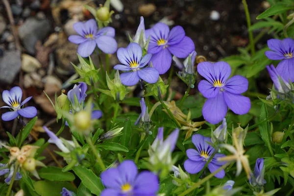 Een Selectieve Focus Shot Van Blauwe Gehoornde Violet — Stockfoto