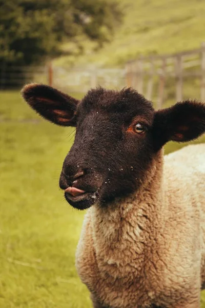 Een Verticaal Selectief Focusshot Van Een Bruin Lam Een Landbouwgrond — Stockfoto