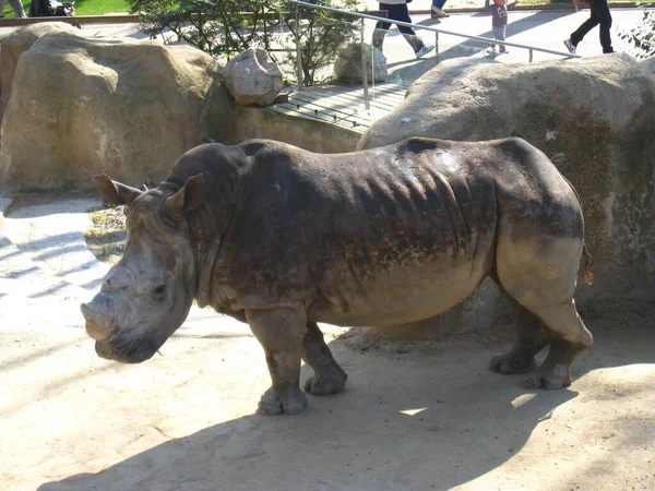 Een Hoge Hoek Opname Van Een Neushoorn Dierentuin — Stockfoto