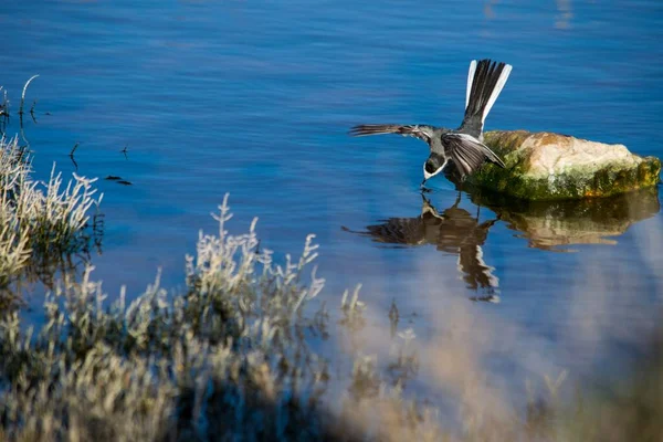 Beyaz Kuyruklu Bir Kuş Motacilla Alba Sudaki Yansımasını Besliyor Kontrol — Stok fotoğraf