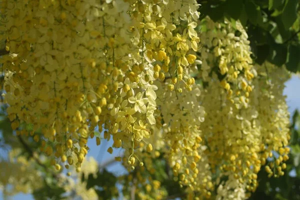 Eine Nahaufnahme Mit Flachem Fokus Von Gelben Akazienblüten Sonnenlicht — Stockfoto