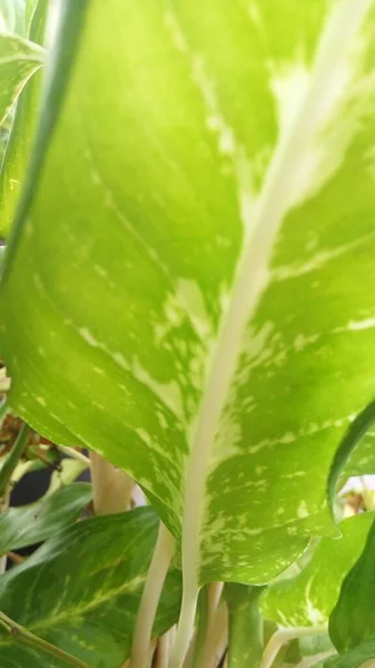 Een Close Shot Van Een Plant Met Groen Wit Blad — Stockfoto