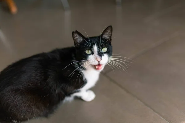 Primo Piano Simpatico Gatto Bianco Nero Pavimento Piastrellato Marrone — Foto Stock