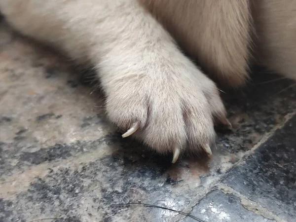 Tiro Perto Uma Pata Gato Branco Que Descansa Soalho Cimento — Fotografia de Stock