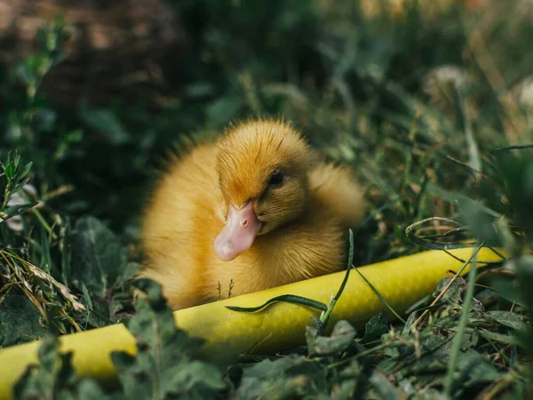 Sebuah Gambar Closeup Dari Bebek Lucu Berbulu Duduk Rumput Samping — Stok Foto