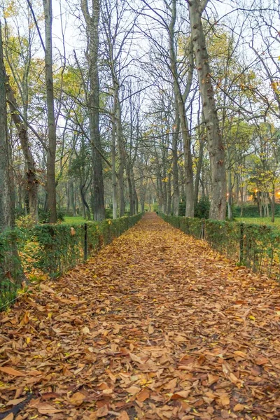 Eine Vertikale Aufnahme Eines Parks Madrid Spanien Herbst Bei Tageslicht — Stockfoto