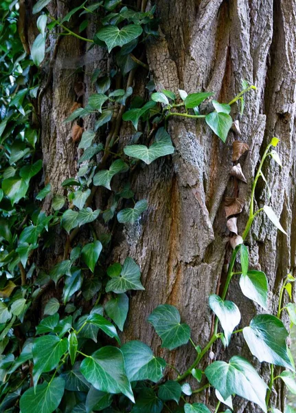 Een Dichtbij Shot Van Een Boom Met Rijzende Groene Planten — Stockfoto