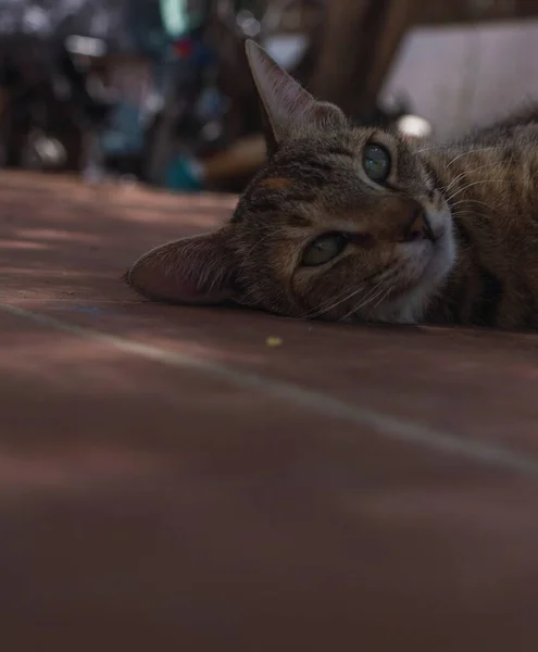 大きな耳と長いひげが床に横たわっているかわいい国内猫の垂直ショット — ストック写真