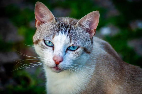 Селективный Снимок Домашней Кошки Красивыми Голубыми Глазами Размытом Фоне — стоковое фото