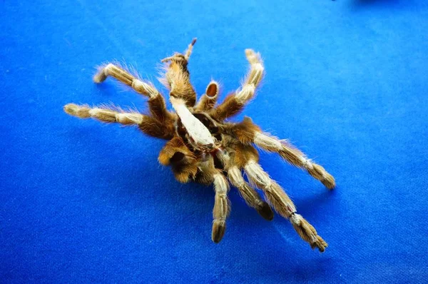 Een Close Shot Van Een Tarantula Spin Een Blauwe Achtergrond — Stockfoto