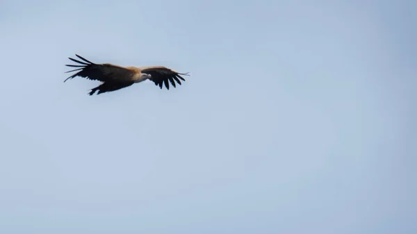 A beautiful landscape shot of a soaring black kite bird on a clear blue background