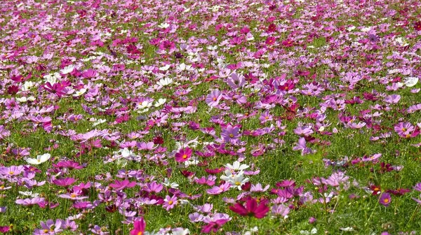 Eine Nahaufnahme Von Bunten Rosa Kosmos Blumen Die Einem Sonnigen — Stockfoto