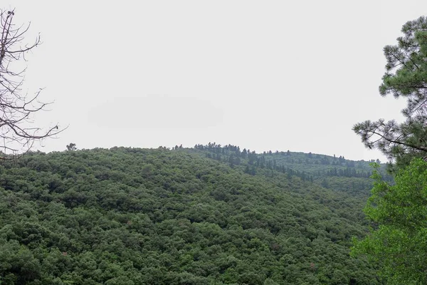 Ett Landskap Skott Ett Stort Träd Täckt Grön Kulle Dyster — Stockfoto