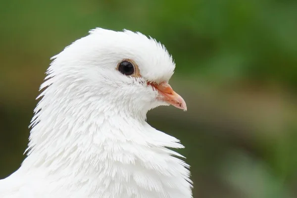 Eine Selektive Fokusaufnahme Einer Weißen Taube — Stockfoto