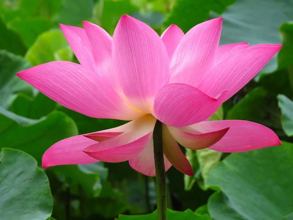 Närbild Bild Helt Öppna Blommande Rosa Lotus Kronblad — Stockfoto