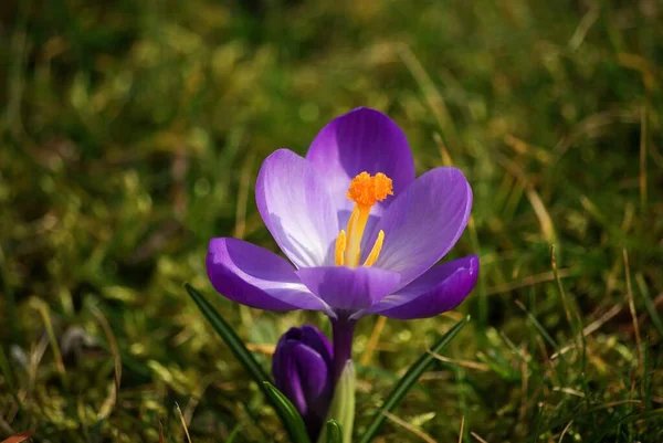 Una Macro Toma Una Flor Crocus Vernus Púrpura Hierba — Foto de Stock