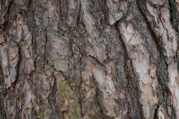 Closeup Shot Brown Tree Trunk — Stock Photo, Image
