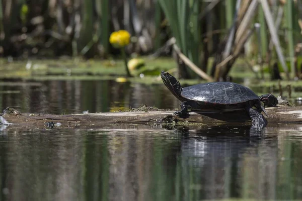 Uno Scatto Selettivo Una Tartaruga Con Guscio Nero Nel Fiume — Foto Stock