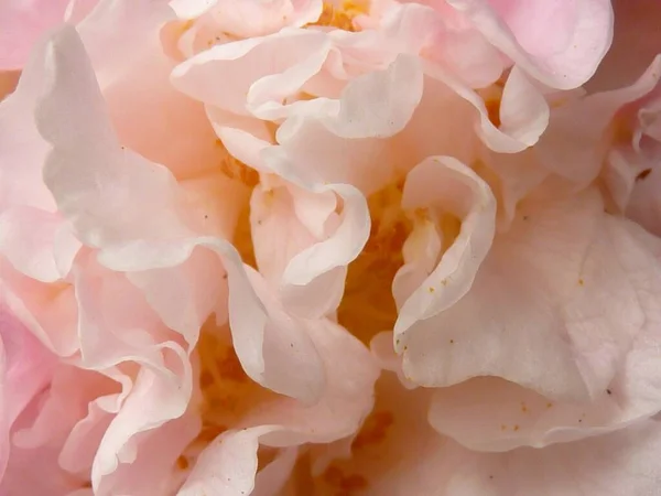 Closeup Shot Camellia Pink Petals Sunlight — Stock Photo, Image