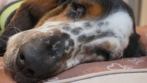 Horizontal Close Shot English Setter Muzzle Laying Blanket — Stock Photo, Image