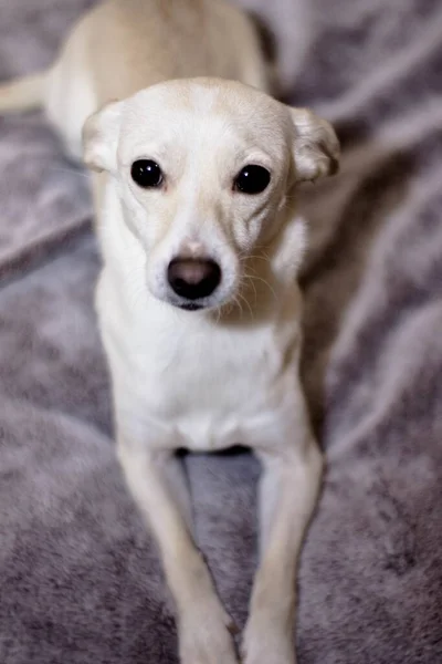 ベッドの上に寝そべってる可愛くて可愛い白い犬 — ストック写真