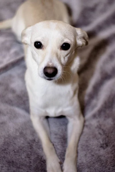 Adorable Lindo Perrito Blanco Acostado Cama —  Fotos de Stock