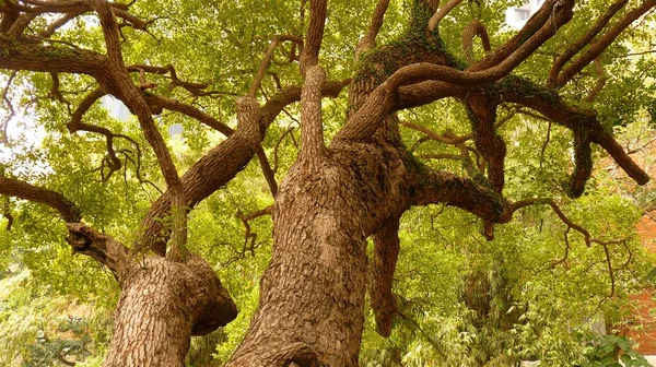 Plan Angle Bas Chêne Aux Feuilles Vertes — Photo