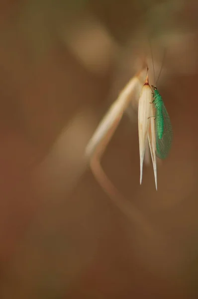 Vertikal Selektiv Fokusbild Grön Dagslända Liten Vit Växt — Stockfoto