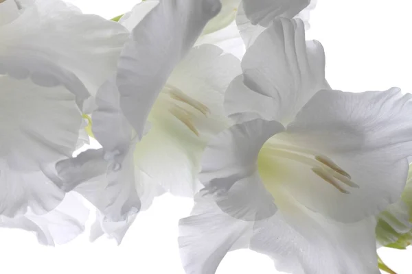 Closeup Shot Beautiful White Petaled Bellflowers Isolated White Background — Stock Photo, Image