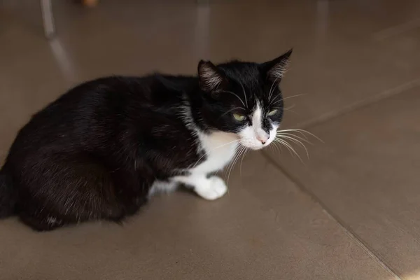 Eine Nahaufnahme Einer Niedlichen Schwarz Weißen Katze Auf Einem Gefliesten — Stockfoto