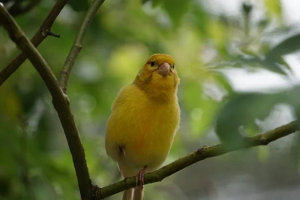 Výběrový Snímek Malého Žlutého Ptáčka Sedícího Větvi Stromu — Stock fotografie