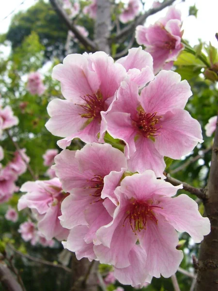 Primo Piano Fiori Carini Che Crescono Ramo Albero — Foto Stock