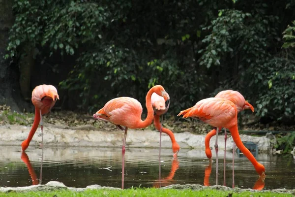 Een Zwerm Flamingo Die Water Drinken Uit Het Meer Het — Stockfoto