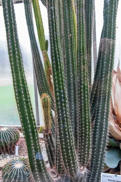 Een Verticaal Shot Van Candelabra Cactussen Die Naast Elkaar Groeien — Stockfoto