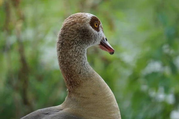 Selective Focus Shot Duck Blurred Background — Stock Photo, Image