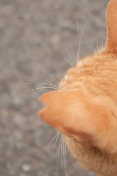 Eine Vertikale Aufnahme Einer Ingwerkatze Die Auf Dem Boden Steht — Stockfoto