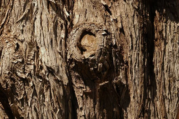 Gros Plan Tronc Arbre Texturé Parfait Pour Papier Peint — Photo