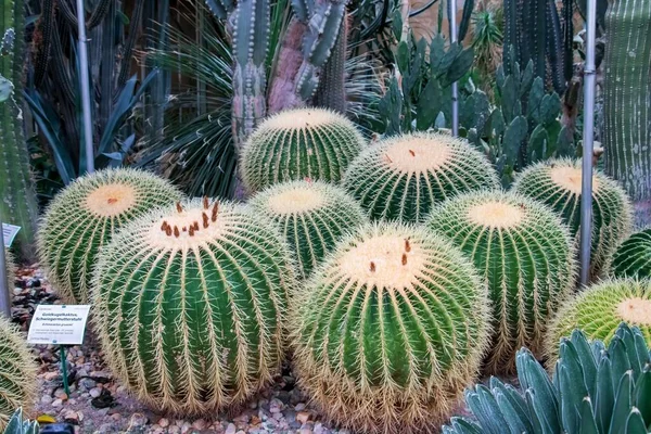 Closeup Shot Several Barrel Cactuses Next Each Other — Stock Photo, Image