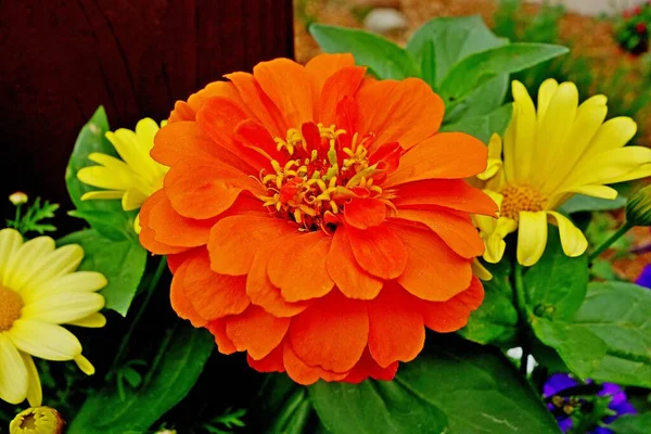 Egy Közeli Kép Narancssárga Dália Virágról Kertben — Stock Fotó