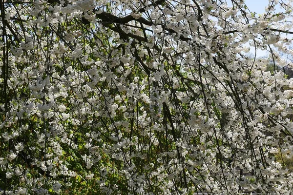 Tiro Close Cerejeira Branca Florescendo Jardim Dia Ensolarado — Fotografia de Stock