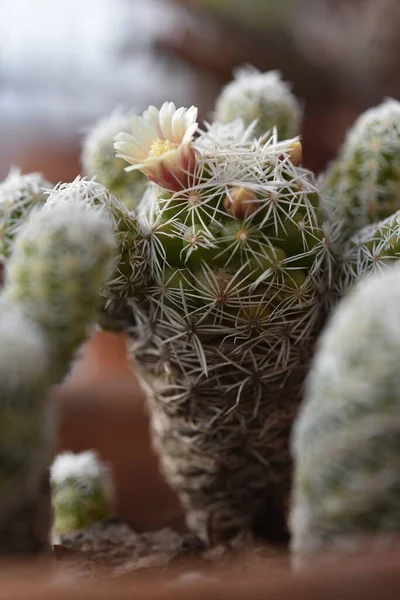 Primo Piano Una Pianta Cactus Fiore Una Stanza — Foto Stock