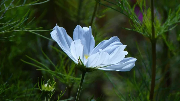 Close Cosmos Jardim Branco Campo Sob Luz Solar Com Fundo — Fotografia de Stock