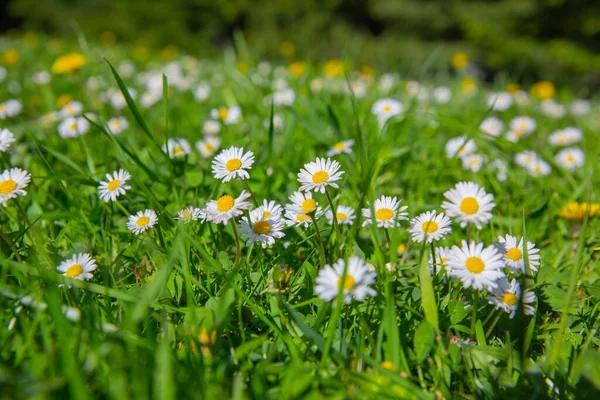 Egy Szelektív Fókusz Felvétel Fehér Daisy Virágok Virágzik Területen — Stock Fotó