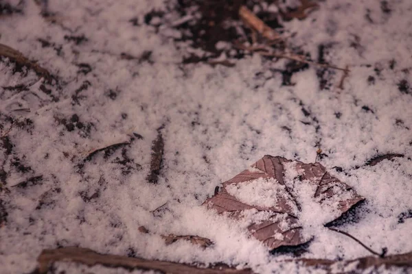 一张被雪覆盖的干枯落叶的特写照片 — 图库照片