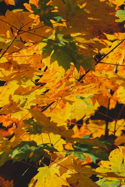Die Bunten Herbstblätter Auf Den Zweigen Eines Baumes — Stockfoto